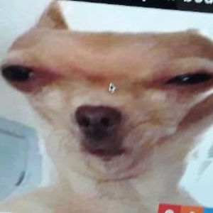 Meet your Posher, Jackson